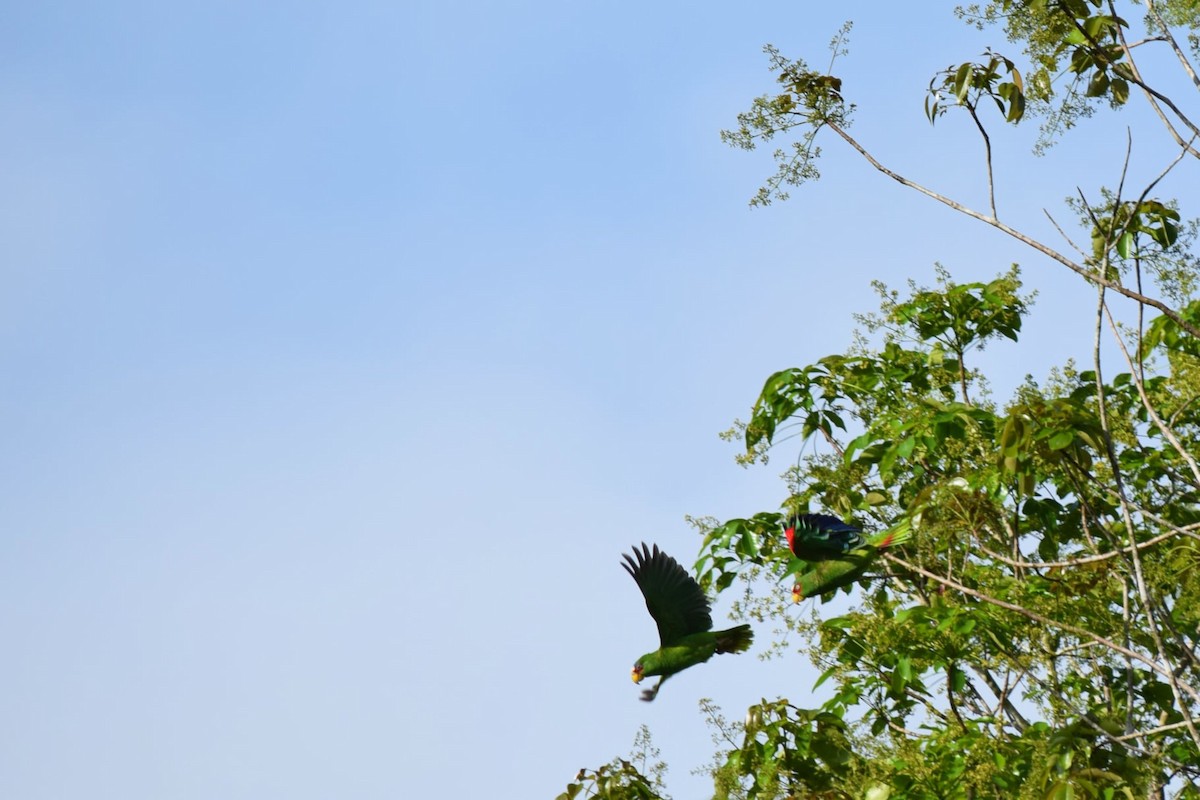 White-fronted Parrot - ML347779191