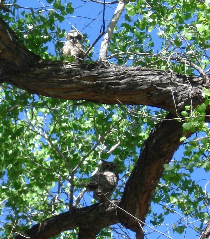 Great Horned Owl - ML34777941