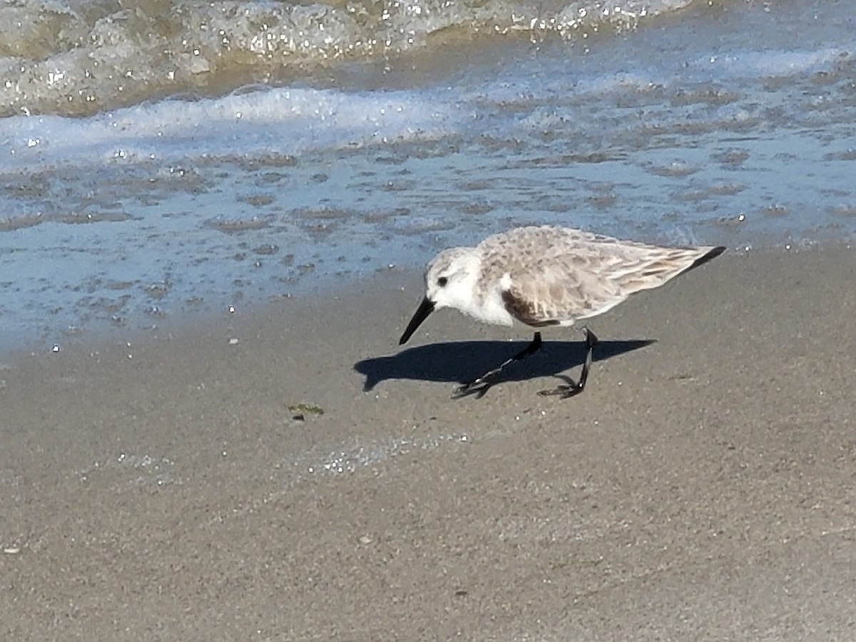 Sanderling - ML347781641