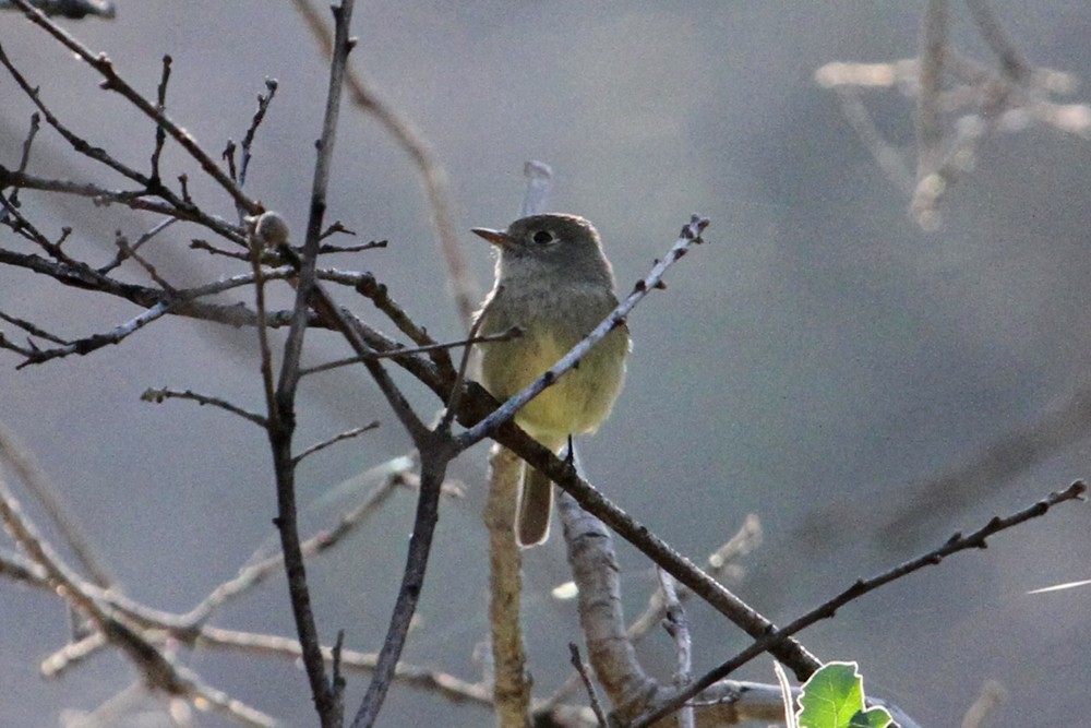 Hammond's Flycatcher - ML34778421