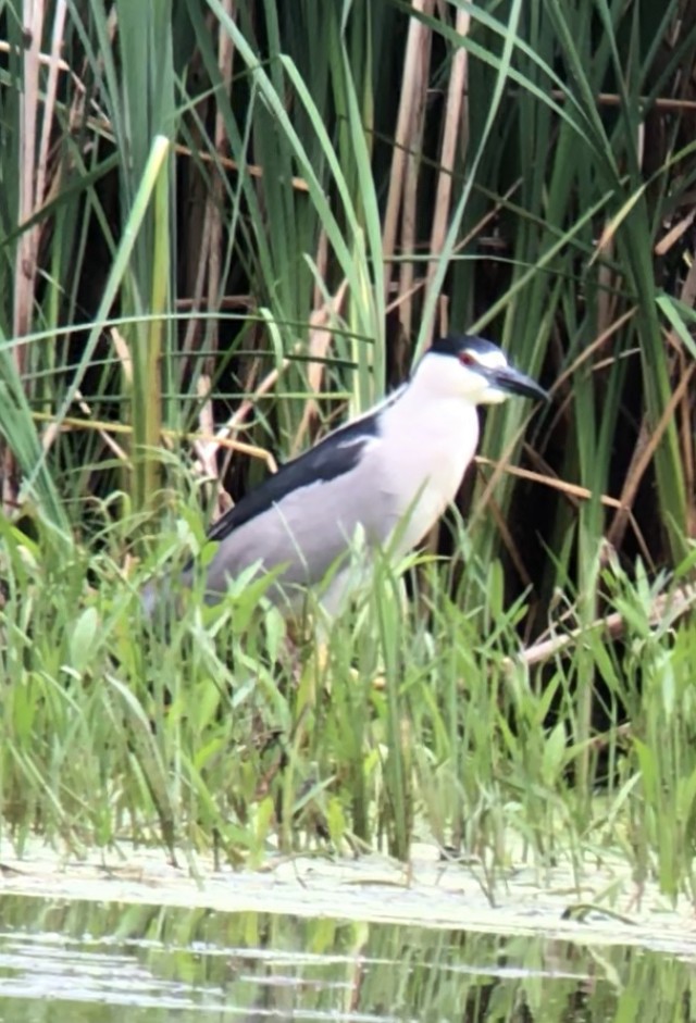 Black-crowned Night Heron - ML347785601