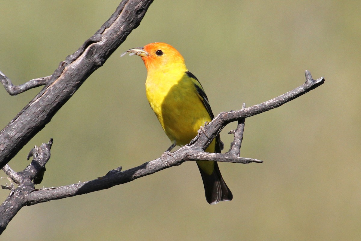 Western Tanager - ML34778611