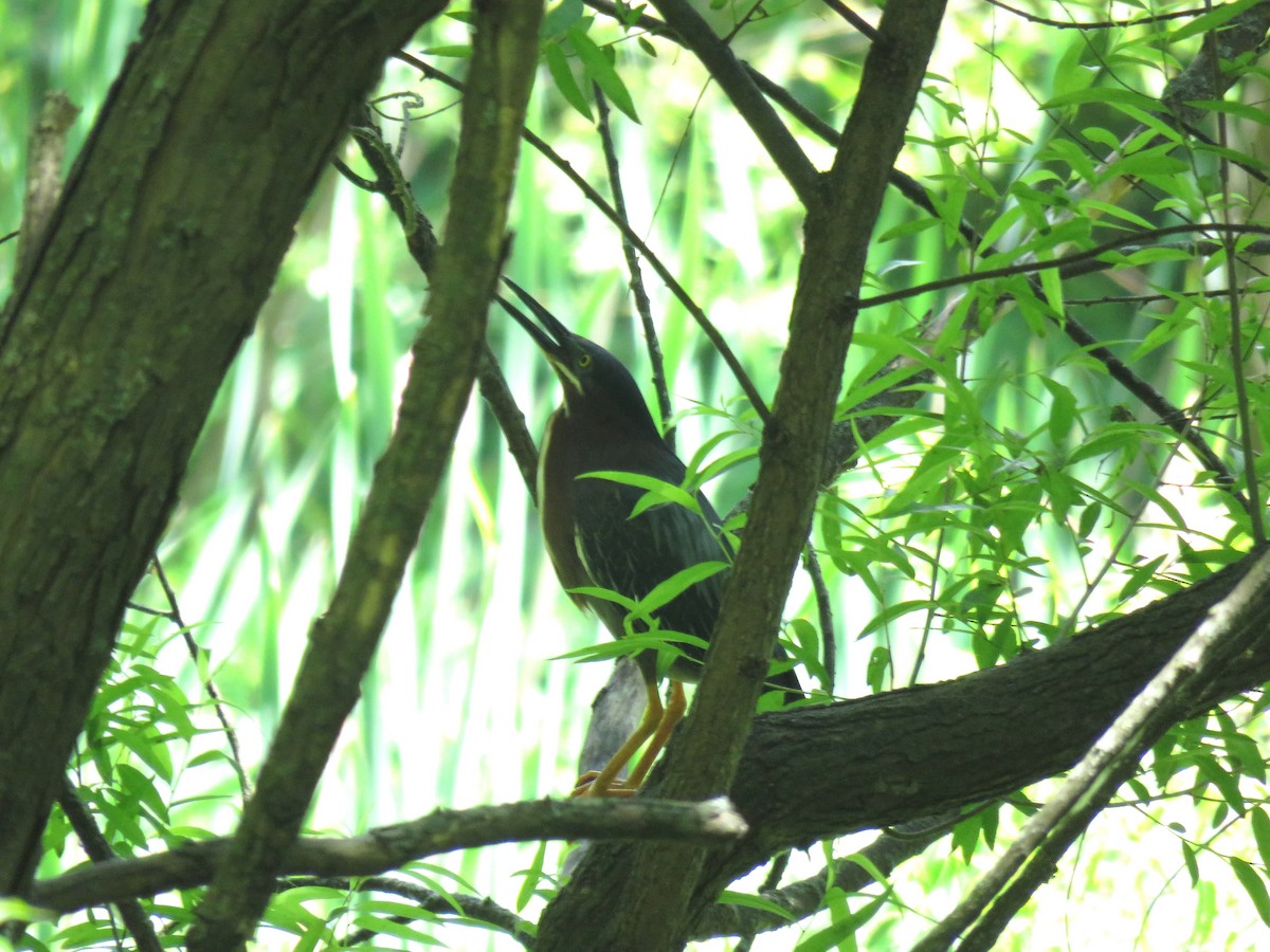 Green Heron - ML347786321