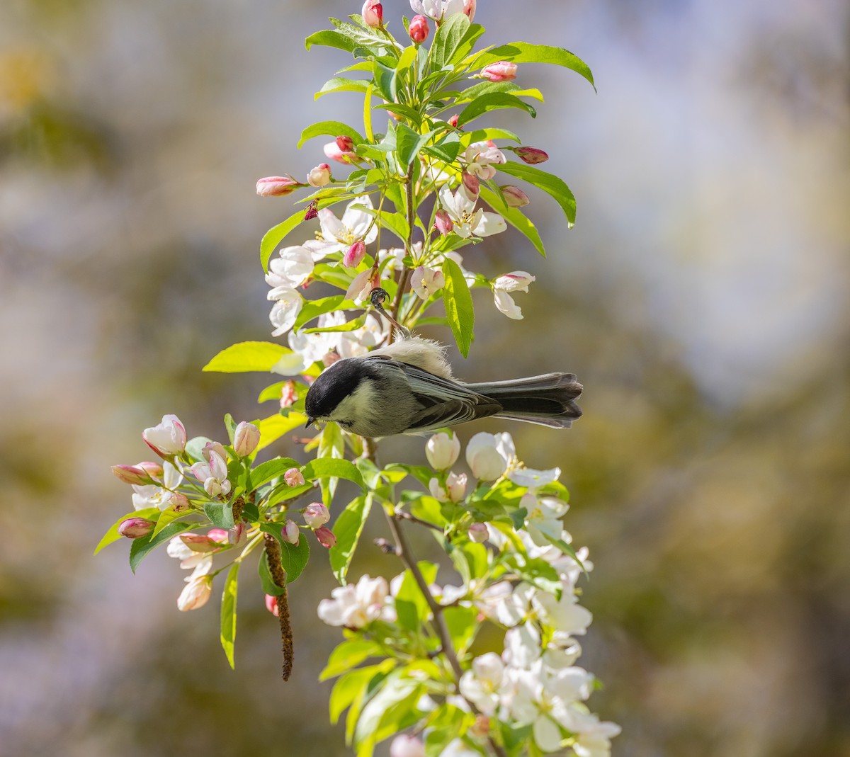 Black-capped Chickadee - ML347787081