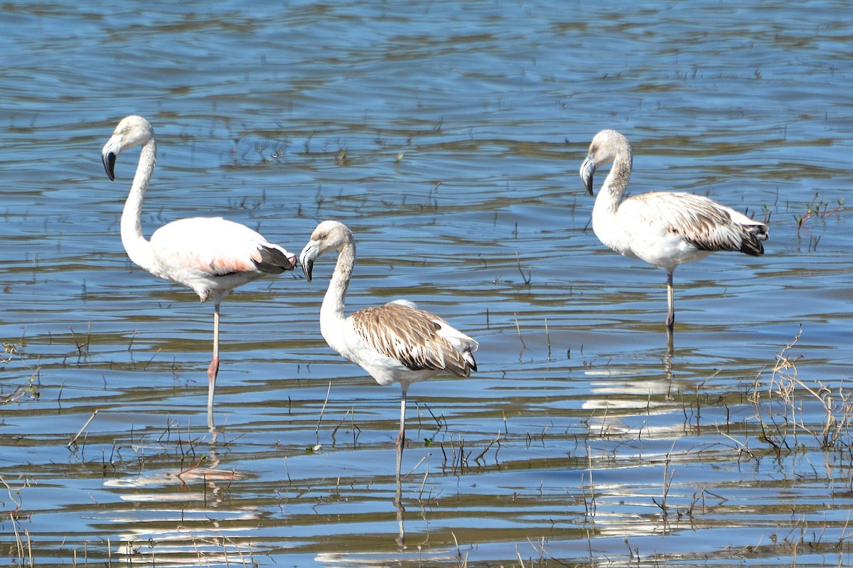 plameňák chilský - ML347789811