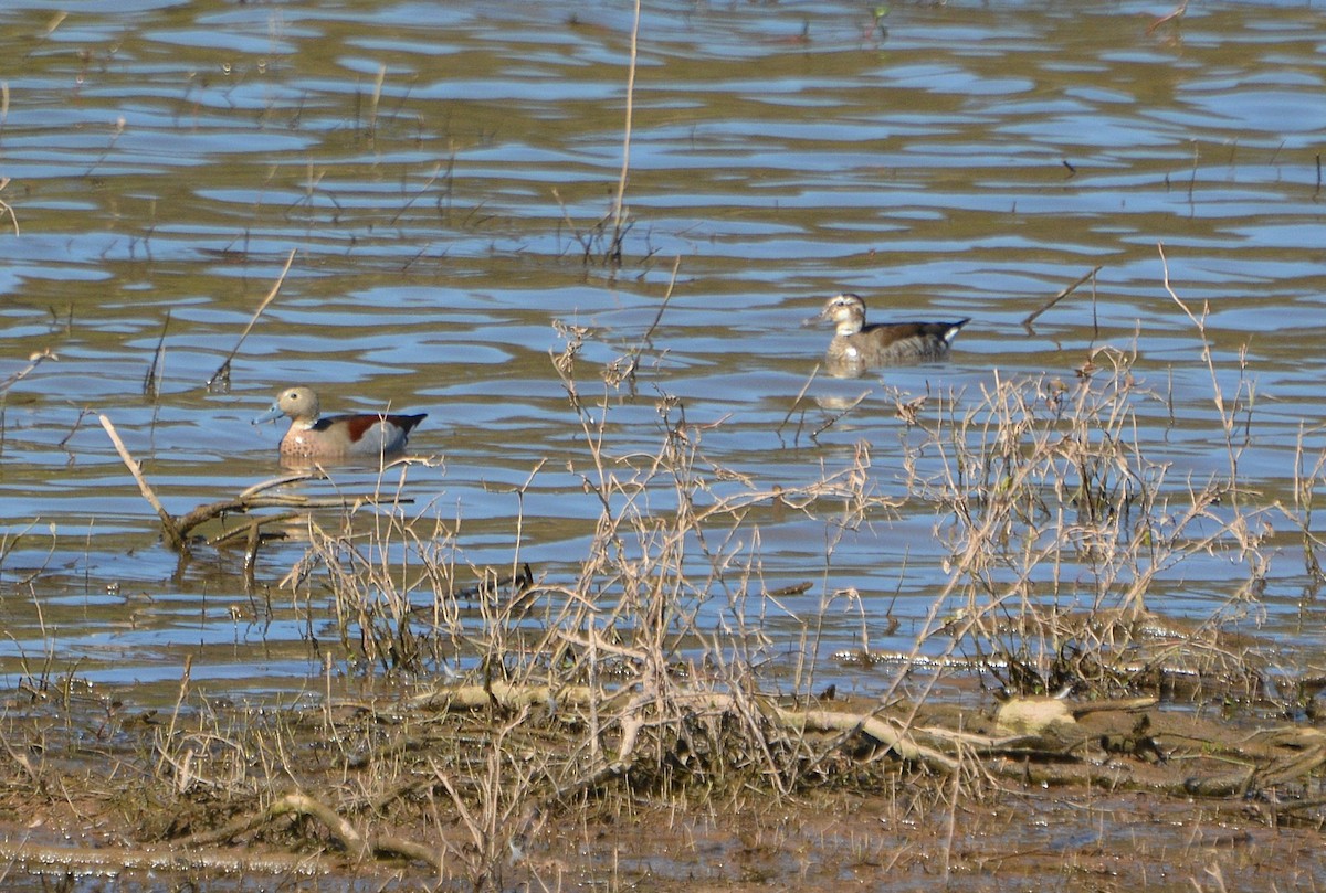 Ringed Teal - Luis Fernandez