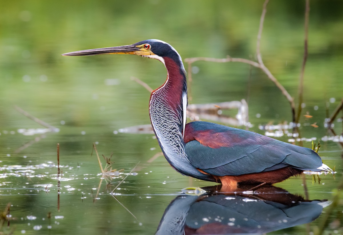 Agami Heron - Alexander Montero