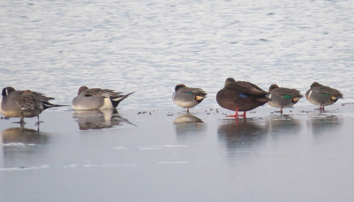 American Black Duck - Jon Isacoff