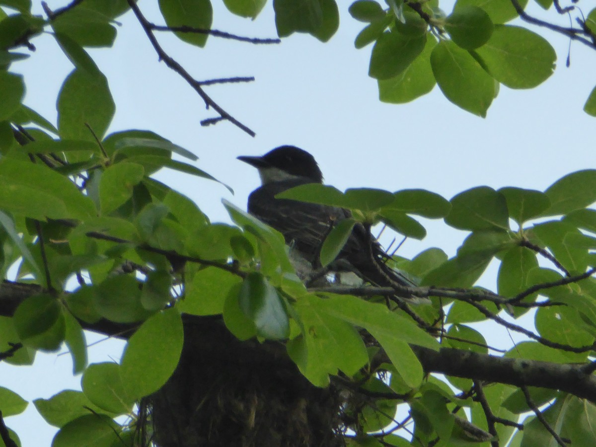 Eastern Kingbird - Keith Jahoda