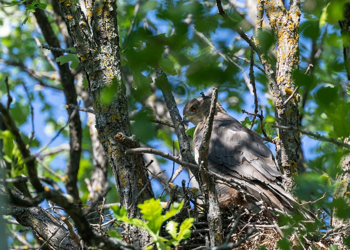 Cooper's Hawk - ML347795481