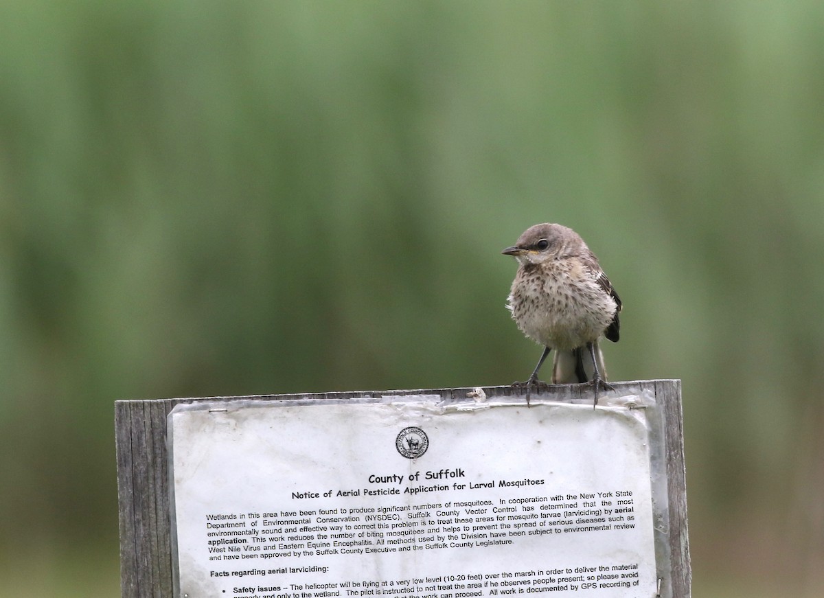 Northern Mockingbird - ML347795791