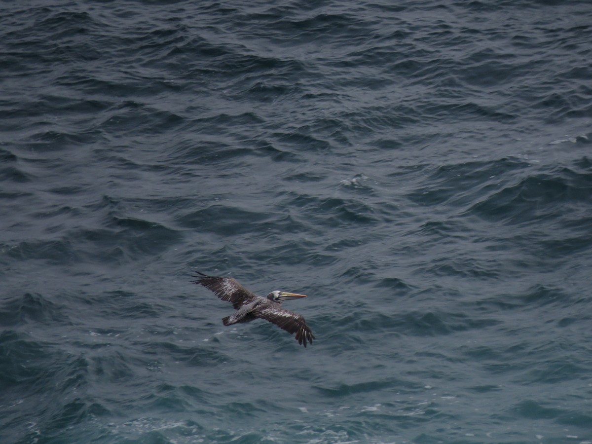 Peruvian Pelican - Marcelo Olivares Herrera