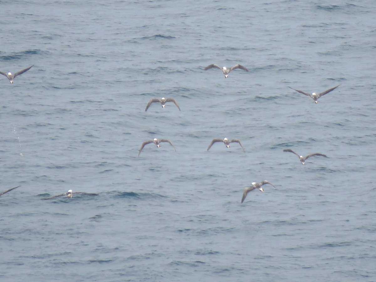 Peruvian Booby - Marcelo Olivares Herrera