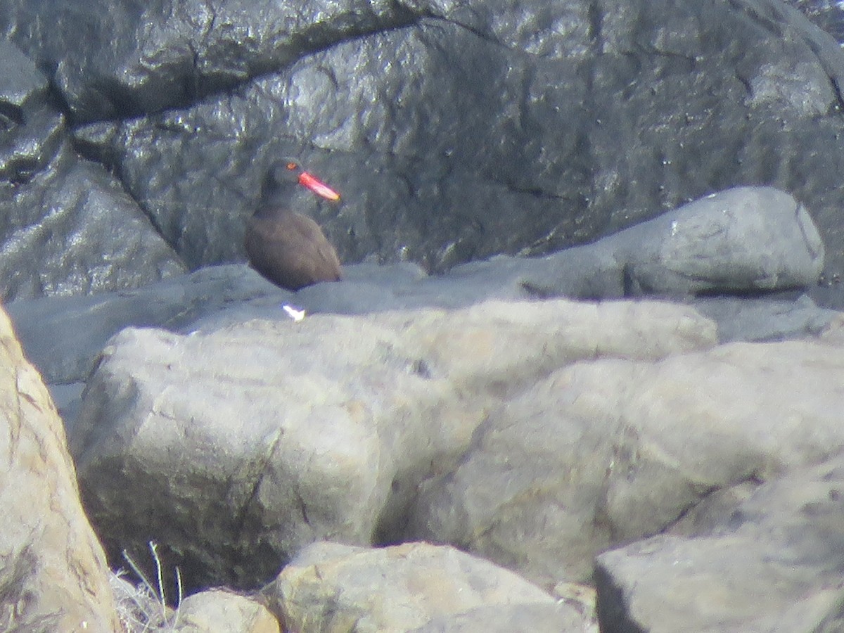 Blackish Oystercatcher - ML347796791