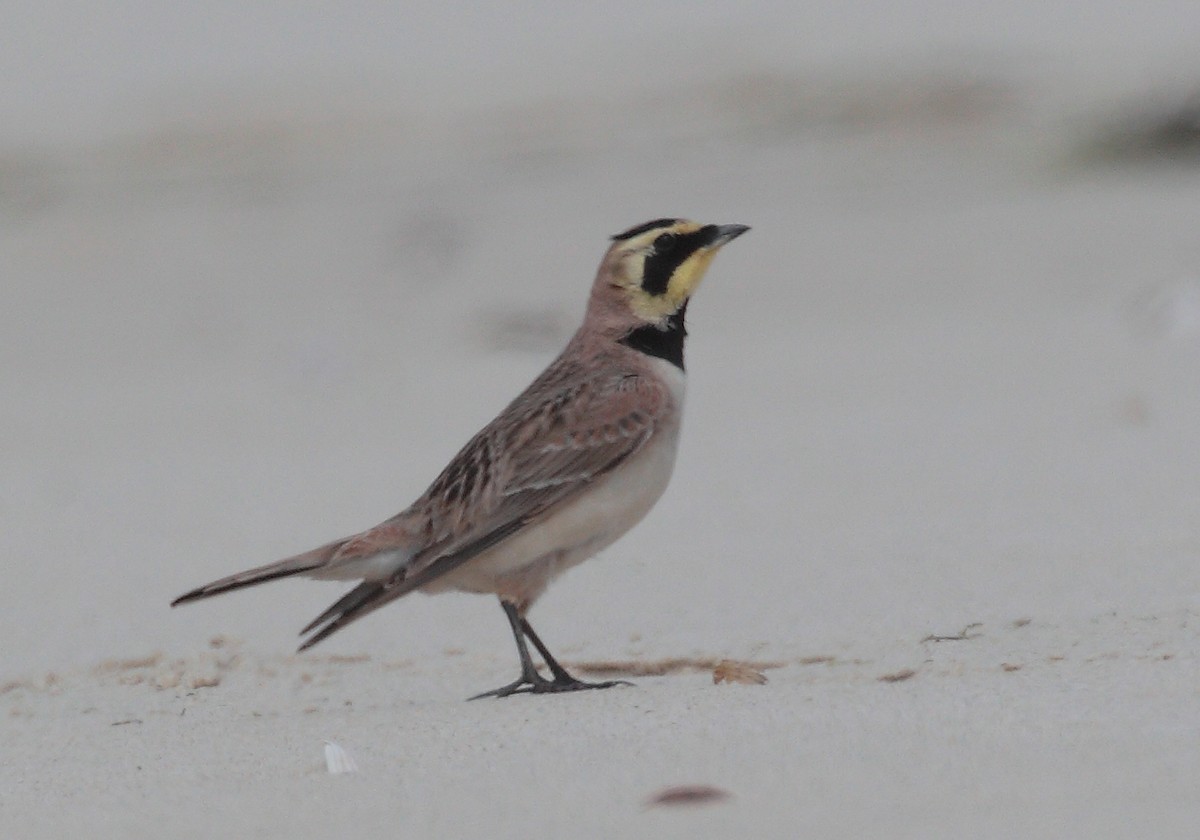 Horned Lark - Pedro Marques