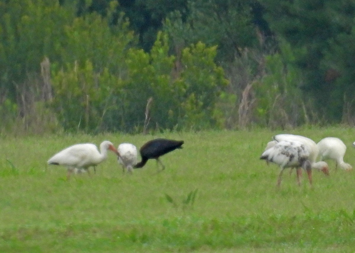 Glossy Ibis - ML347797921