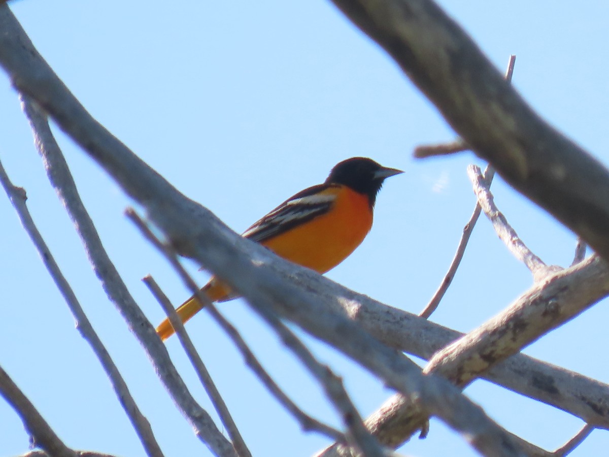 Baltimore Oriole - ML347798341