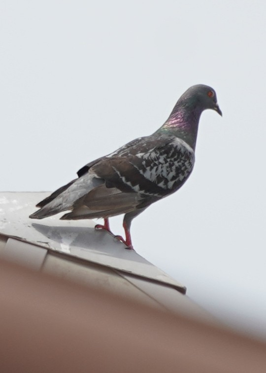 Pigeon biset (forme domestique) - ML347798811
