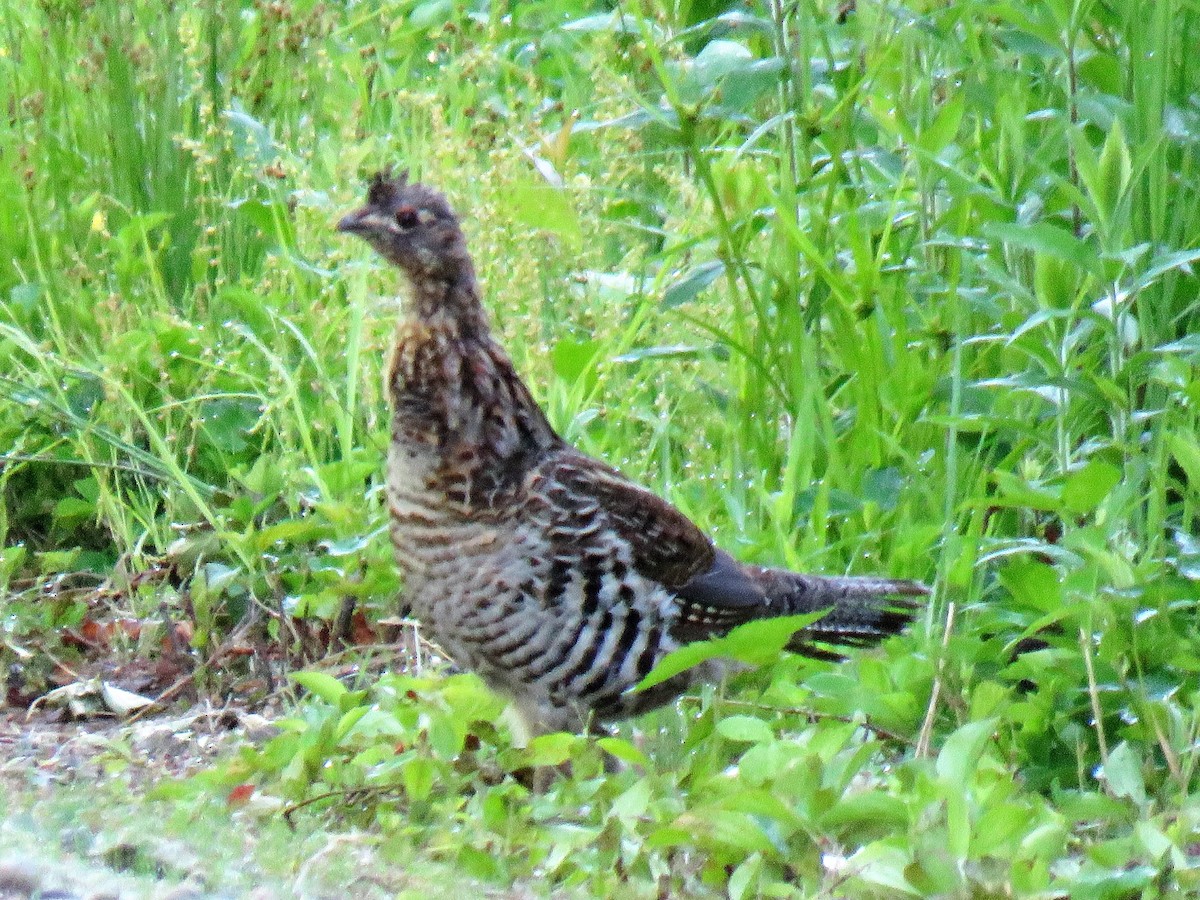 Ruffed Grouse - ML347800411