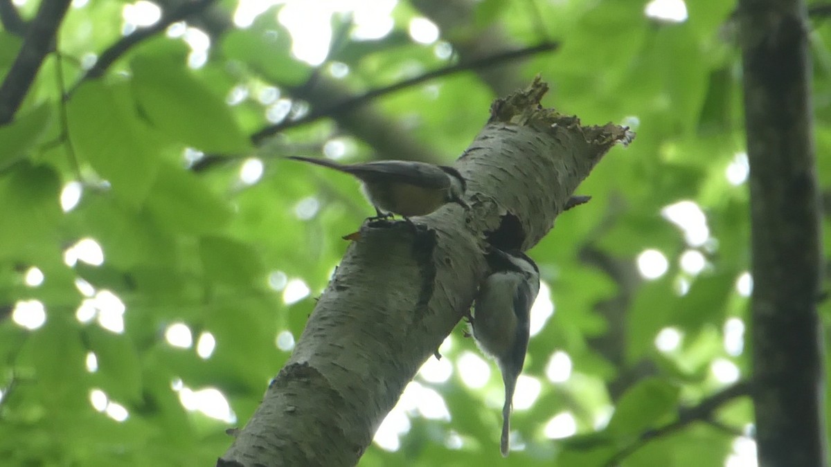 Black-capped Chickadee - ML347801831