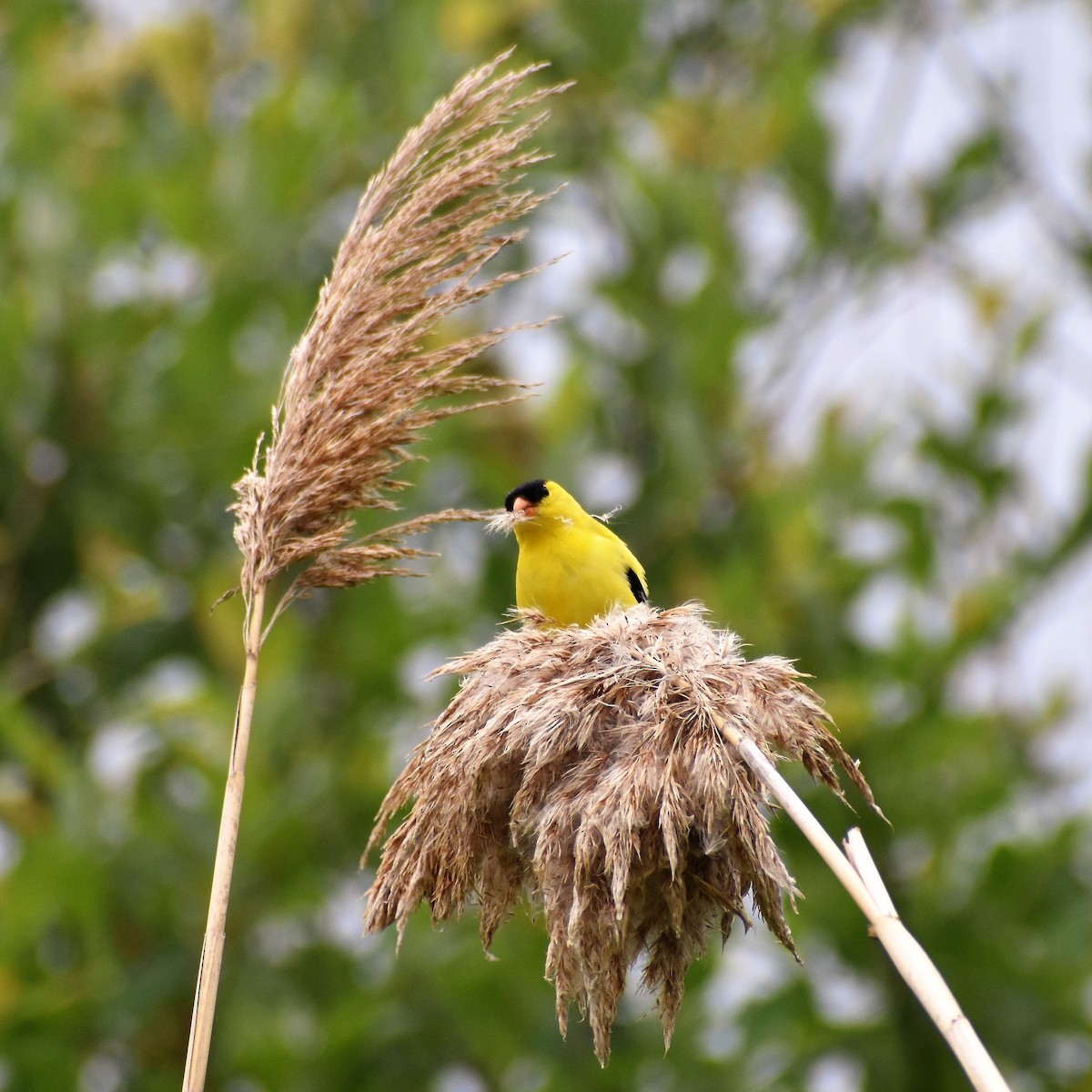 American Goldfinch - ML347801971