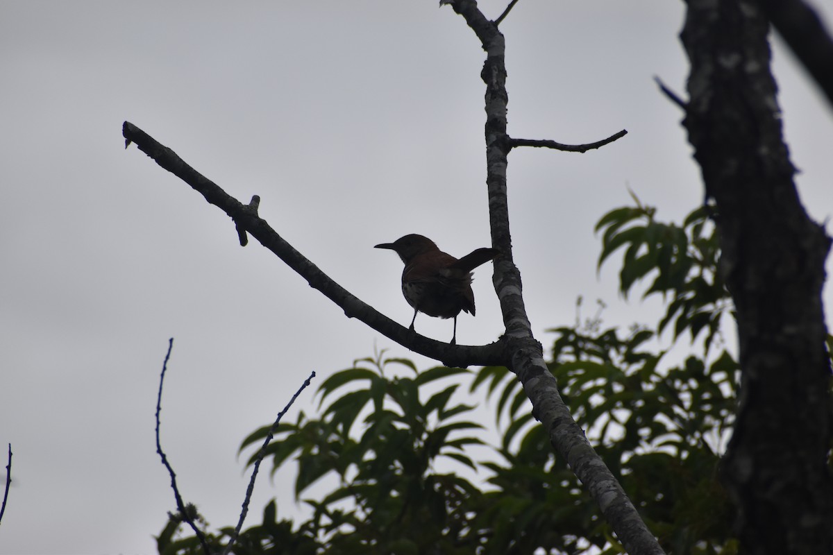 Brown Thrasher - ML347802181