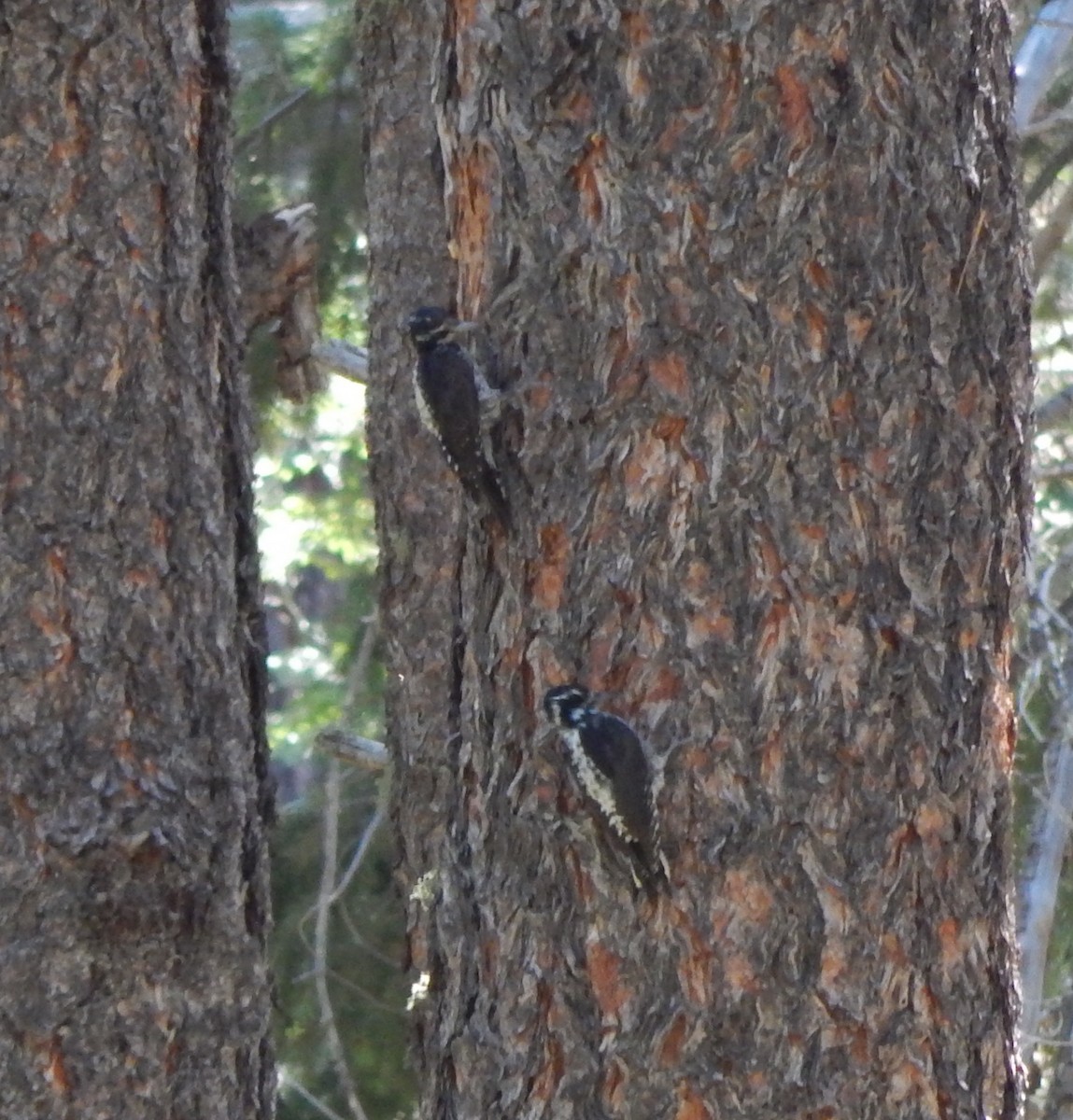 American Three-toed Woodpecker (Rocky Mts.) - ML34780221