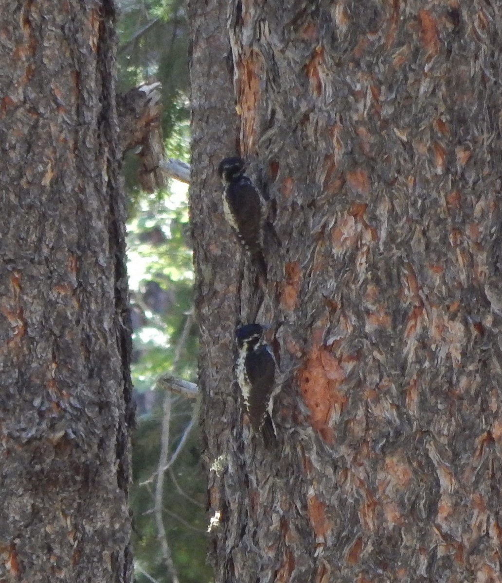 American Three-toed Woodpecker (Rocky Mts.) - ML34780241