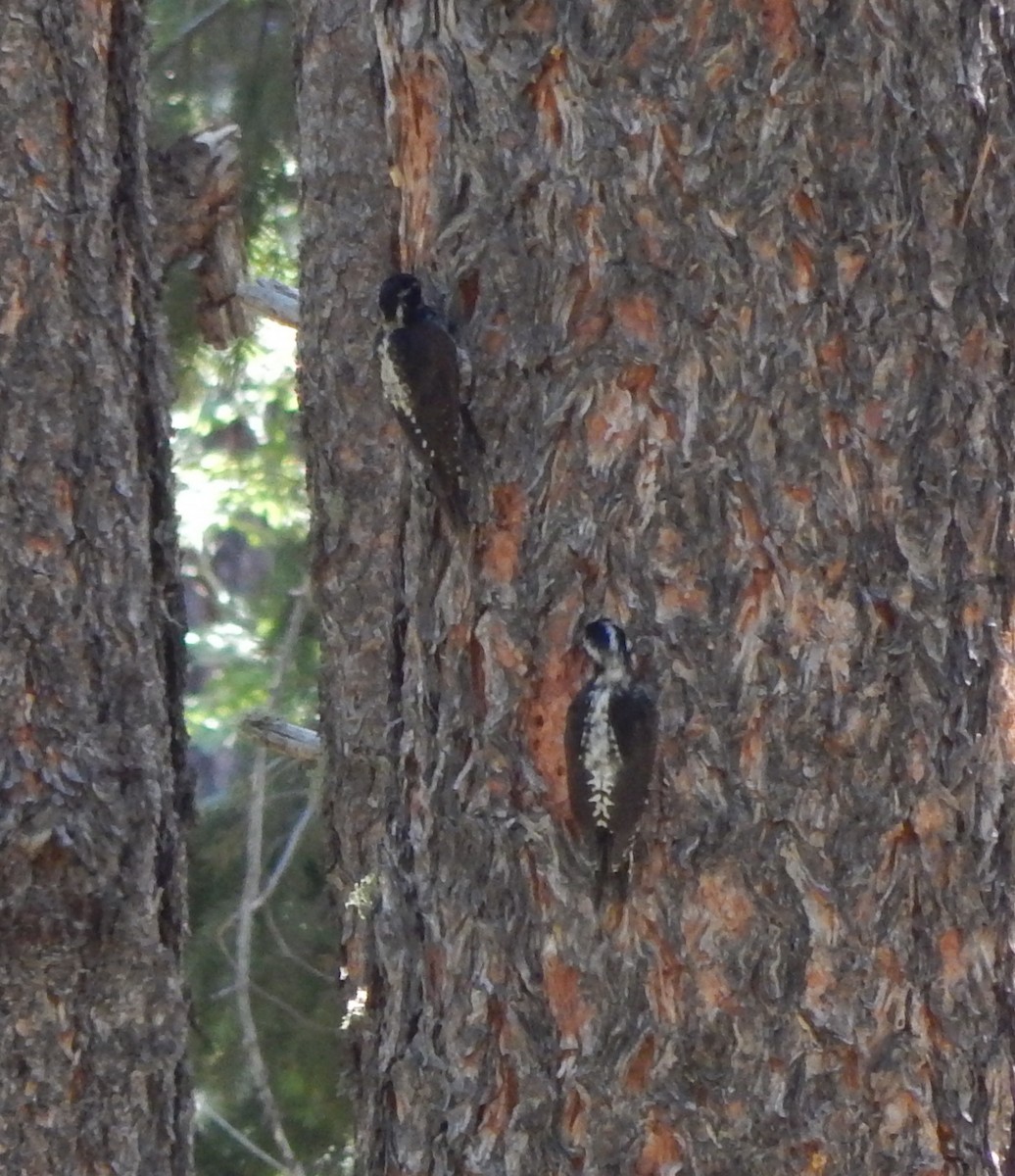 American Three-toed Woodpecker (Rocky Mts.) - ML34780251