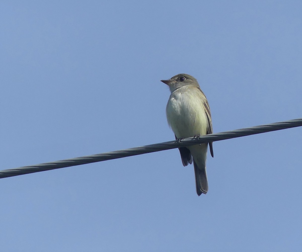 Alder Flycatcher - ML347804291