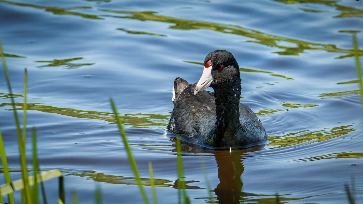 American Coot - ML347804321