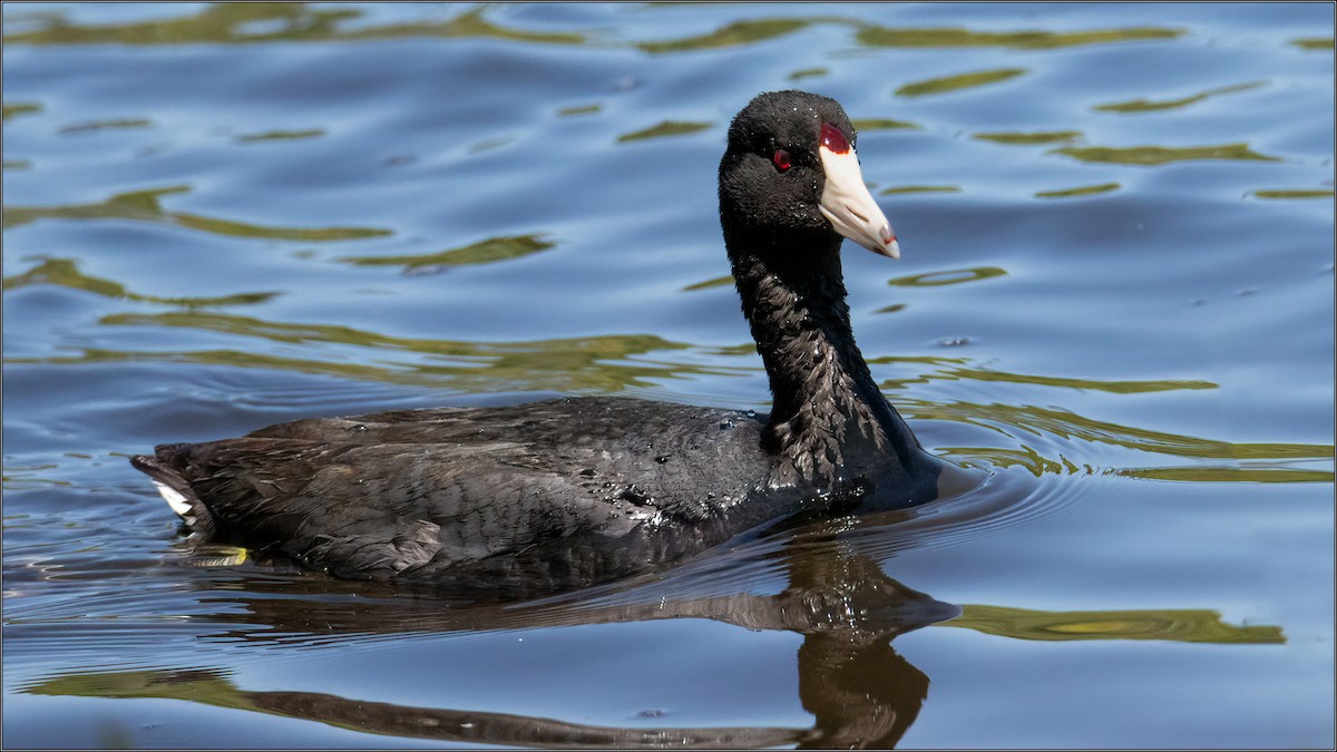 American Coot - ML347804331