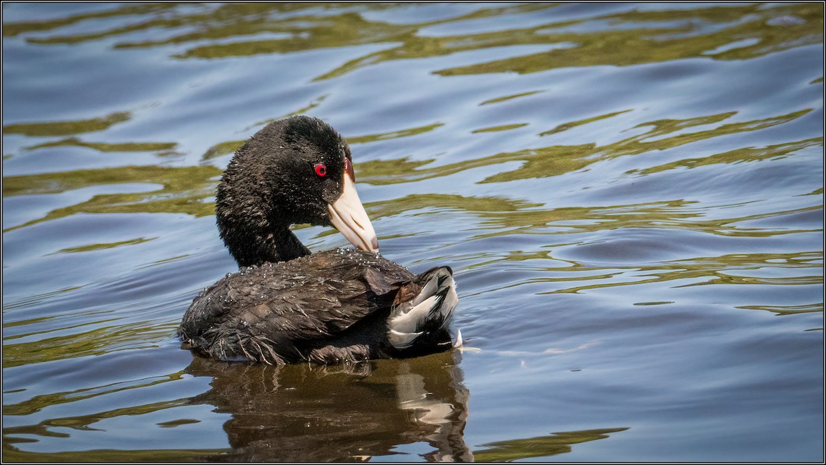 American Coot - ML347804341