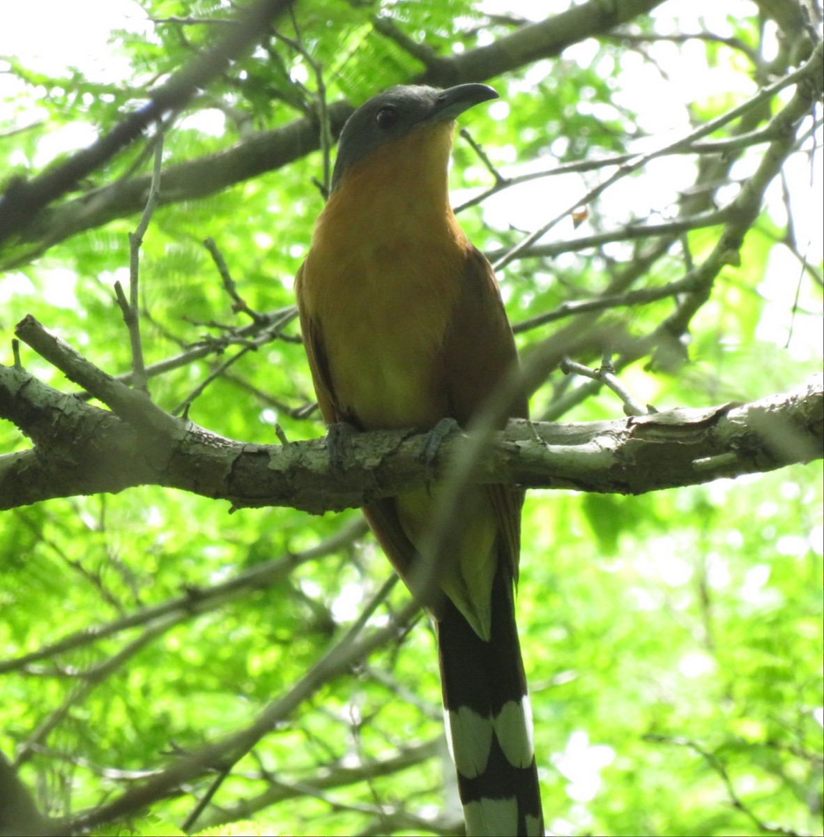 Gray-capped Cuckoo - Virgilio Villalaz
