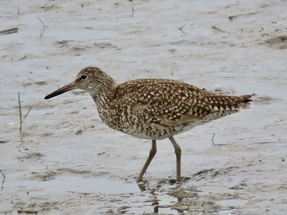 Willet (Eastern) - Gerry Hawkins