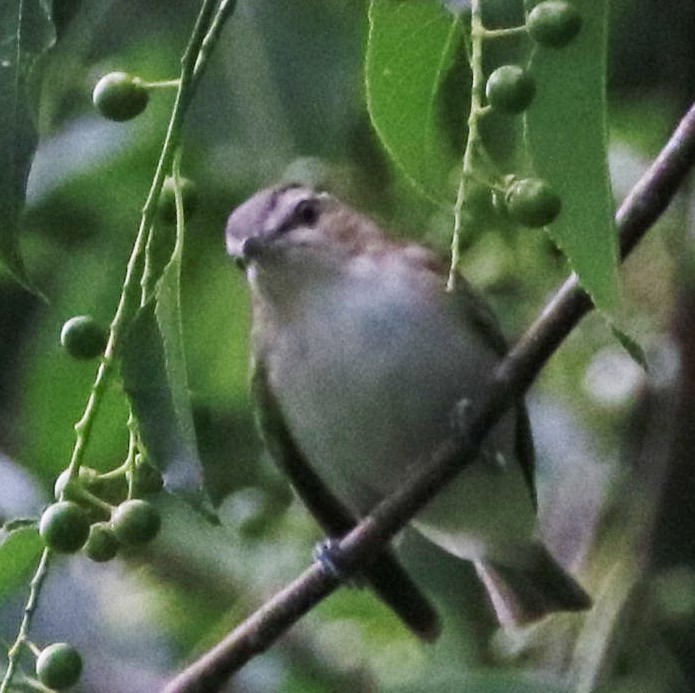 rødøyevireo - ML347805031