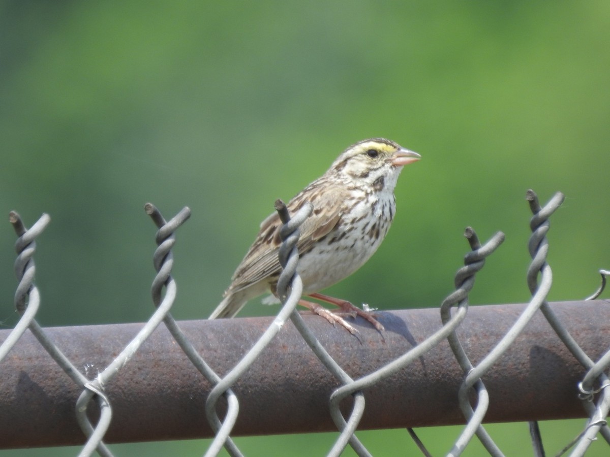 Savannah Sparrow - ML347805361