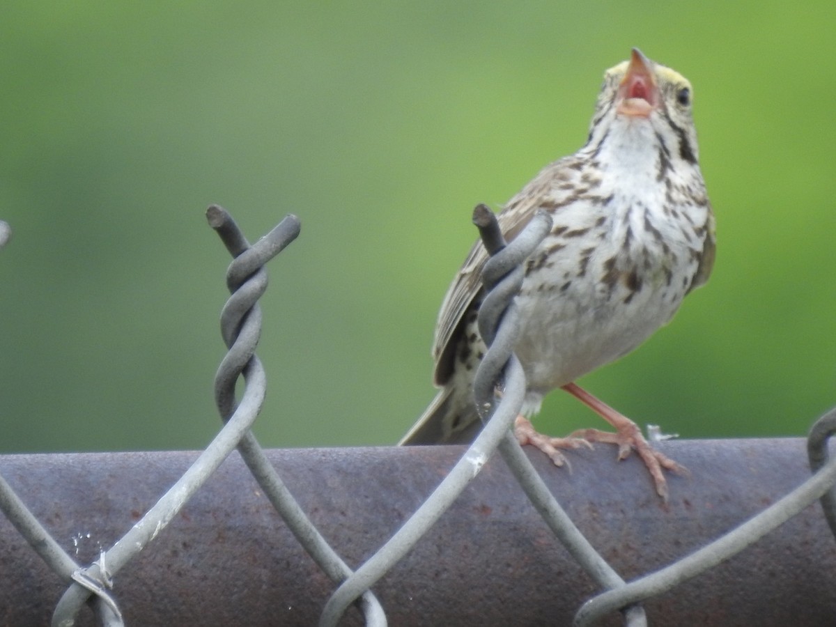 Savannah Sparrow - ML347805371