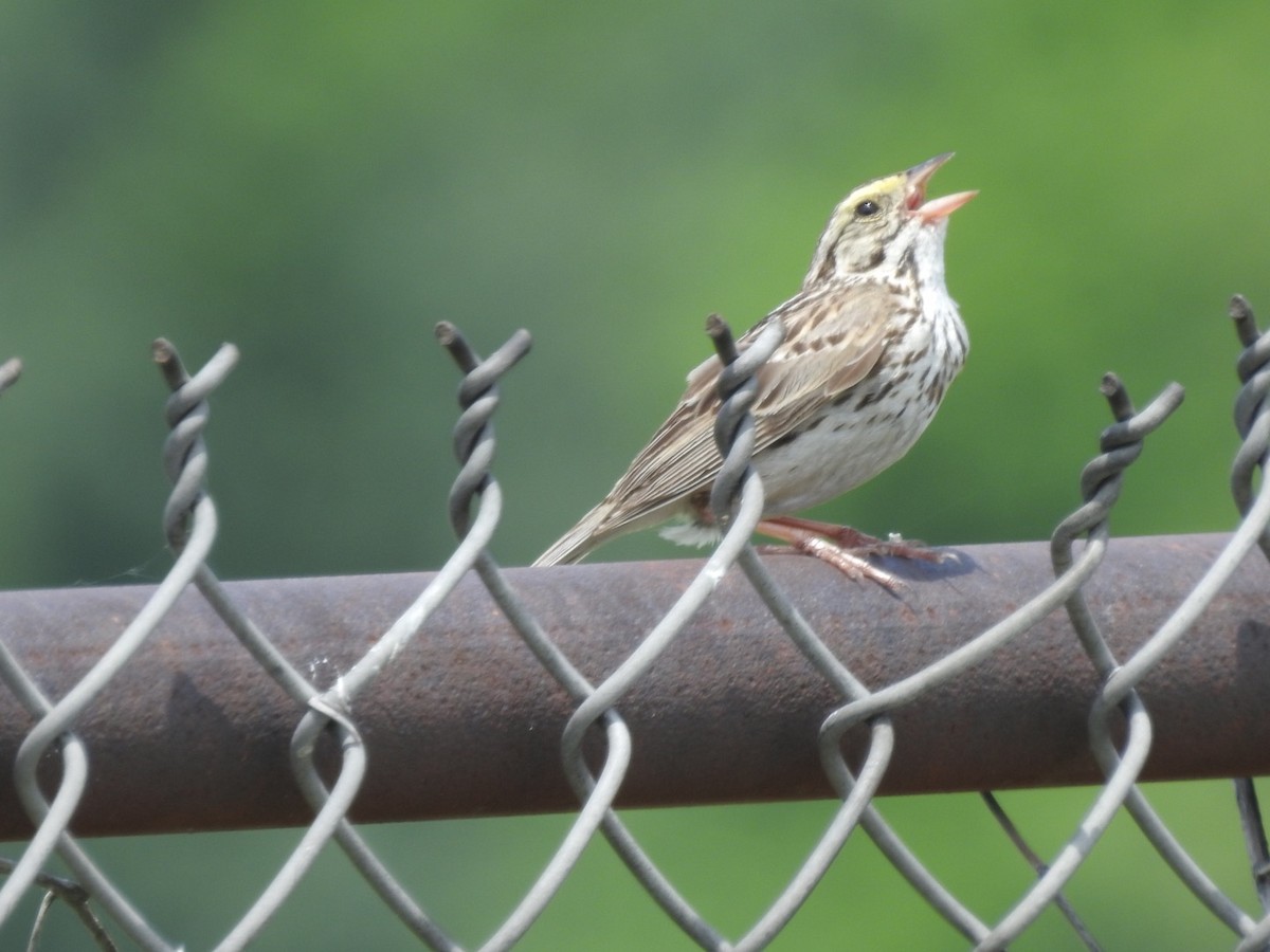 Savannah Sparrow - ML347805381