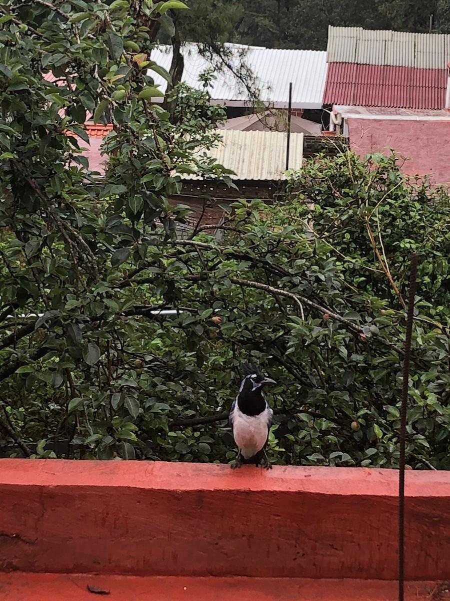 Black-throated Magpie-Jay - ML347807161