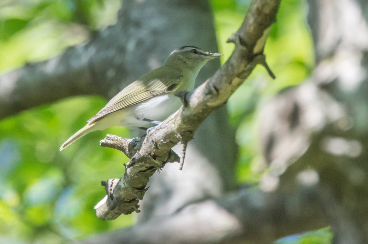 rødøyevireo - ML347808481