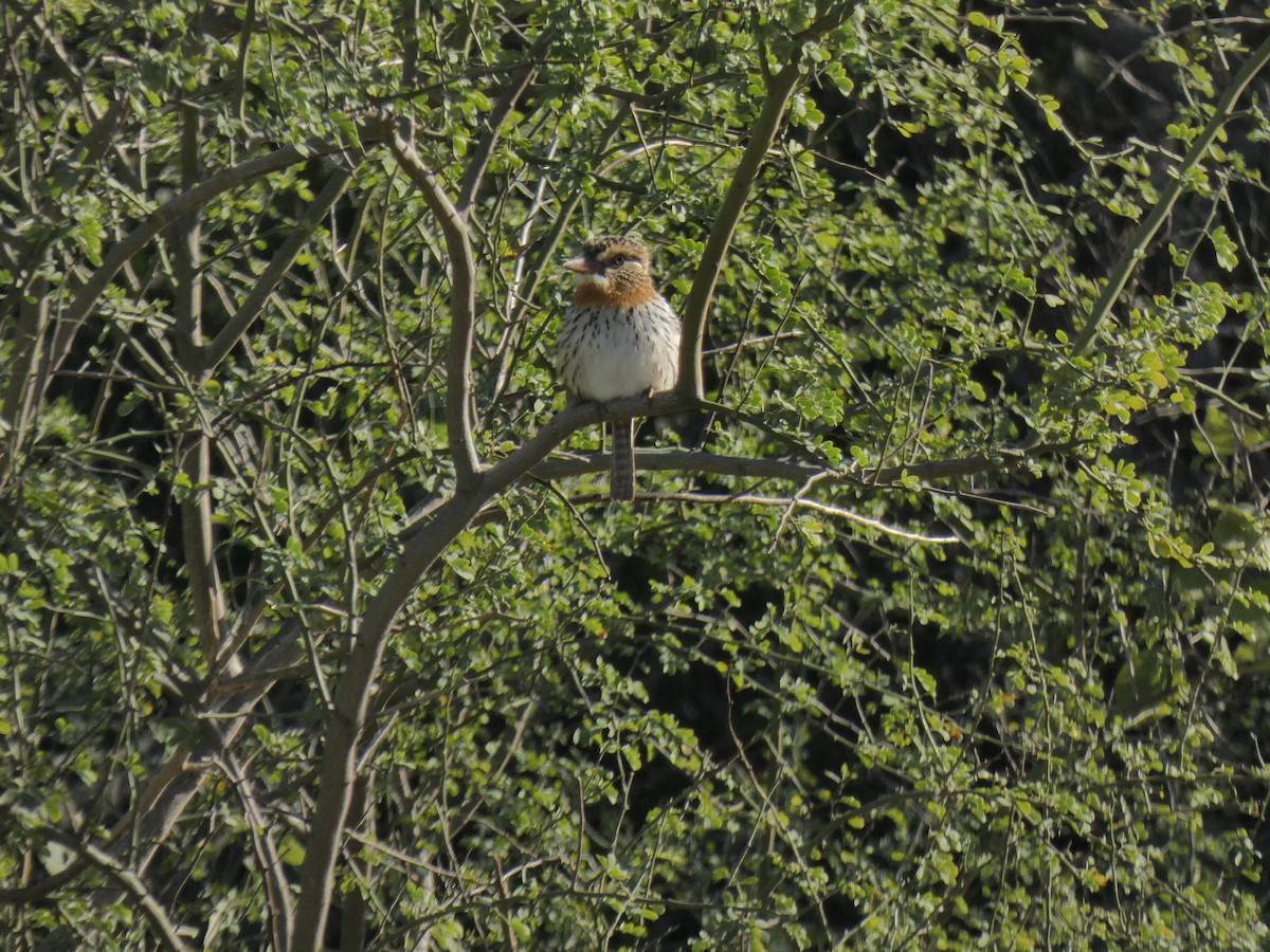 Spot-backed Puffbird - ML347810061