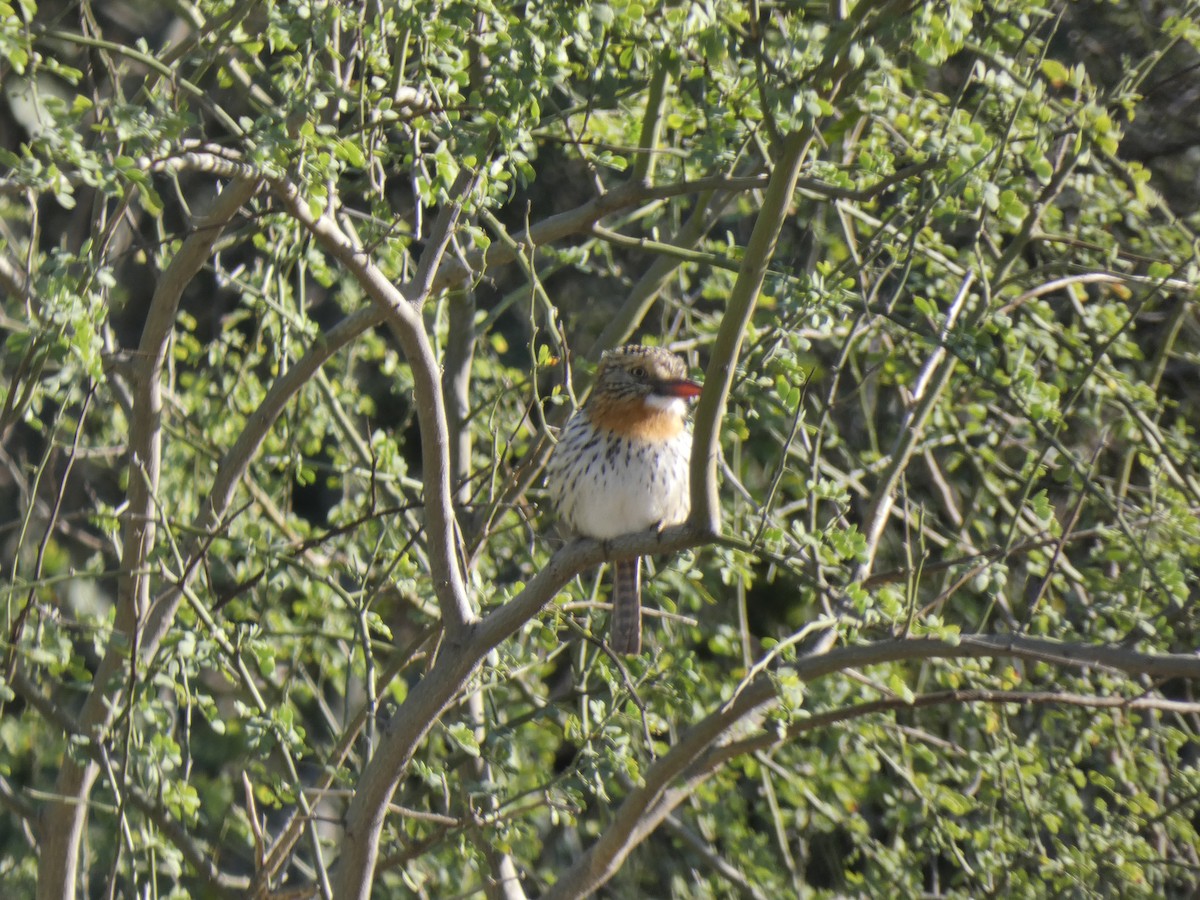 Spot-backed Puffbird - ML347810181