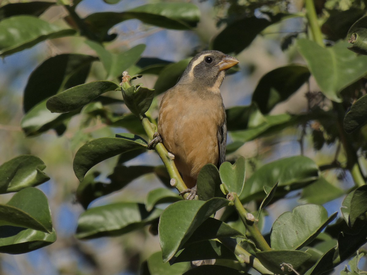 Golden-billed Saltator - ML347810261