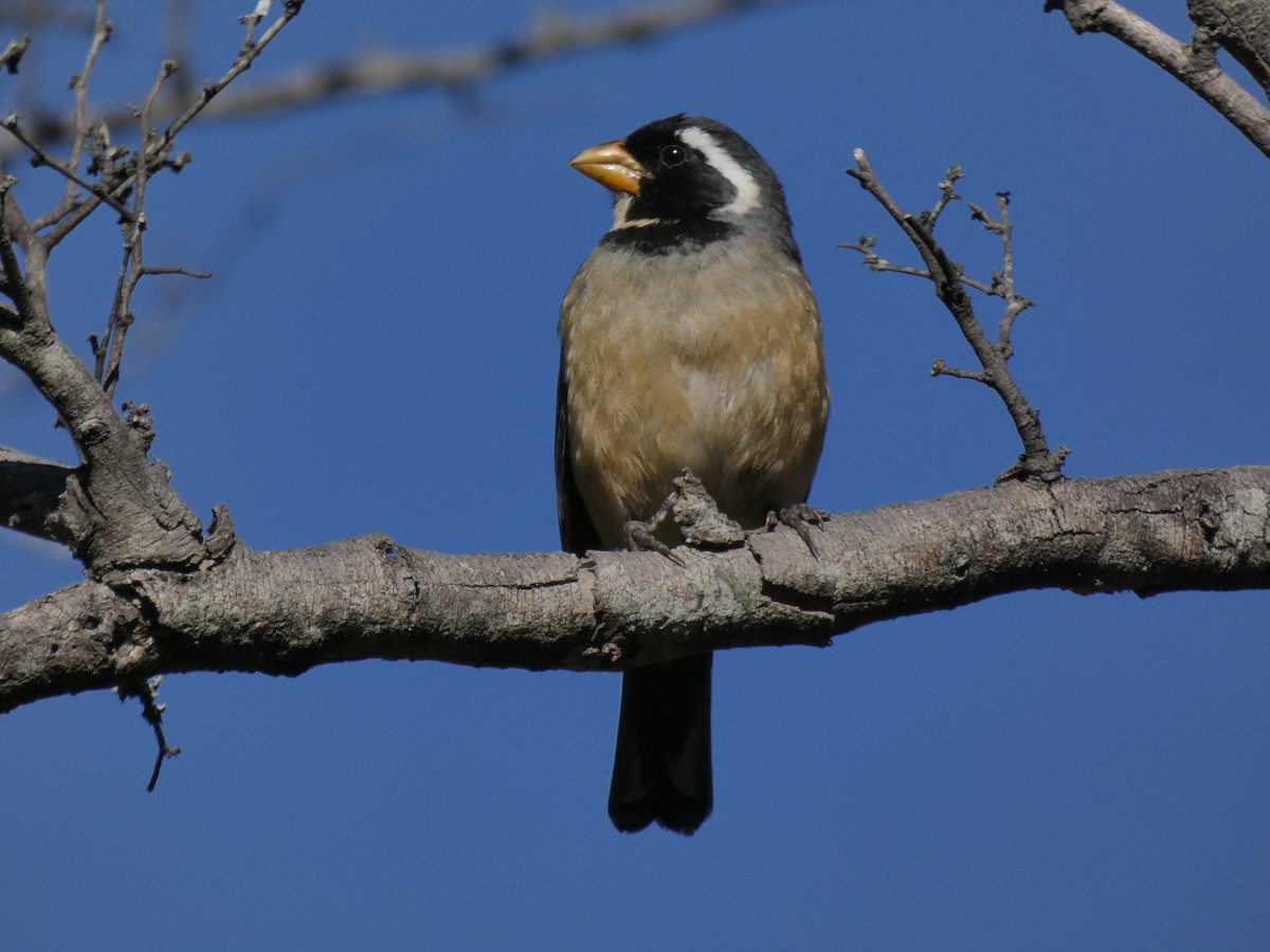 Sarı Gagalı Saltator - ML347810421