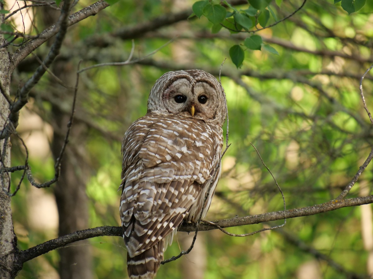 Barred Owl - Howard Heffler