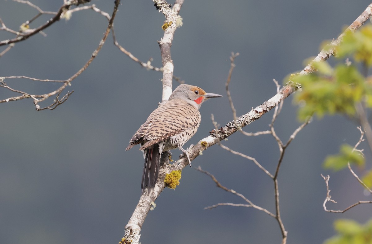 Northern Flicker - ML347814441