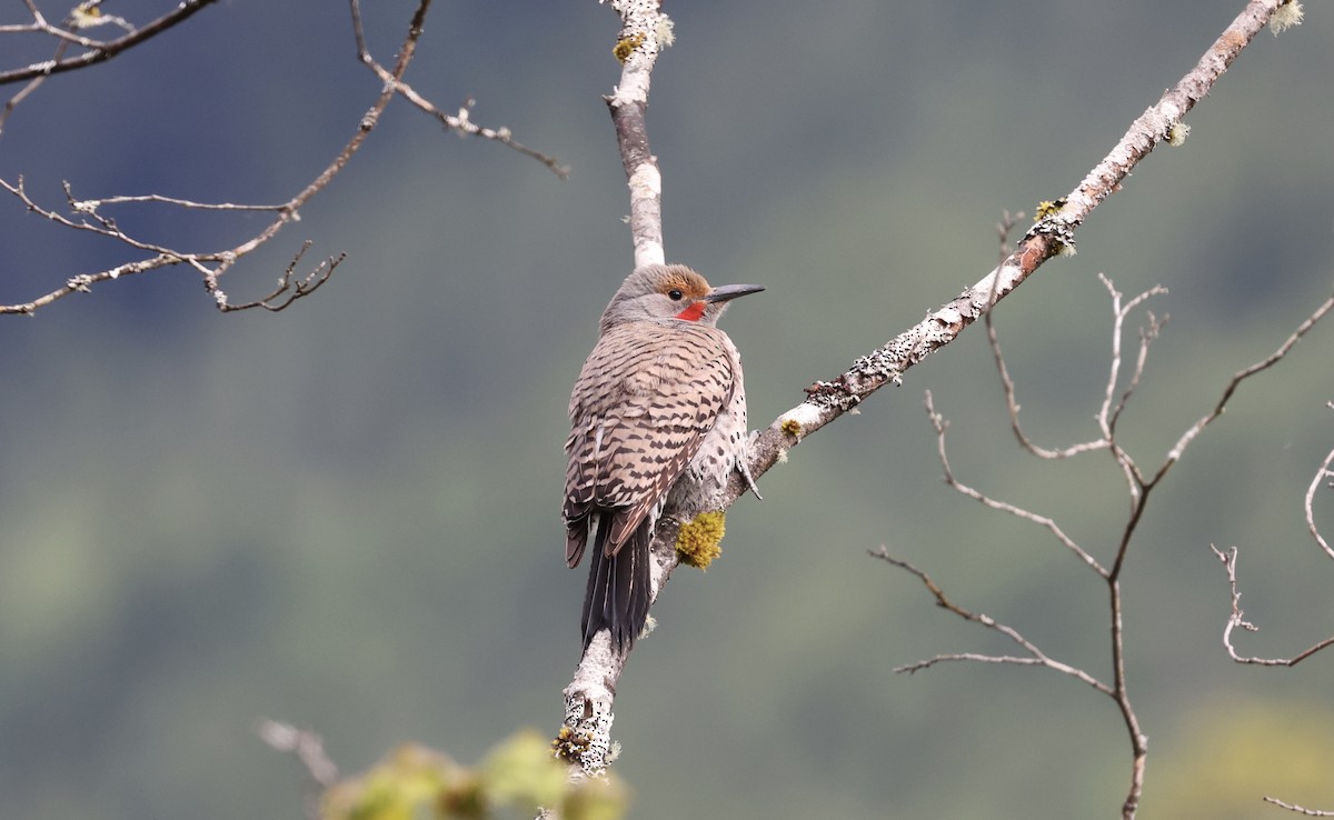 Northern Flicker - ML347814451