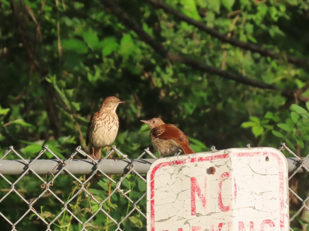 Brown Thrasher - ML347816931