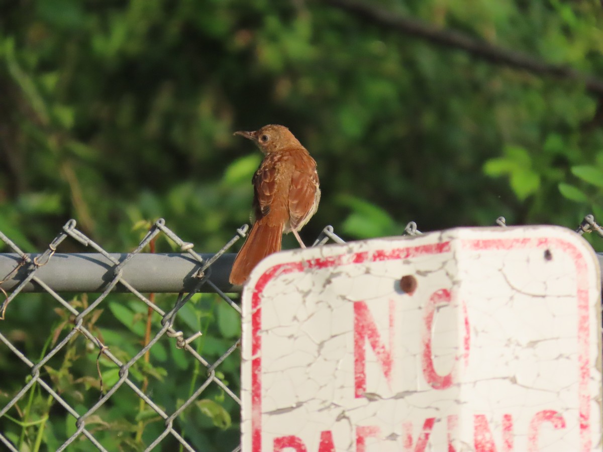 Brown Thrasher - Susan Carpenter